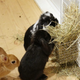 Image for article titled A Visit to Japan's Bunny Cafes